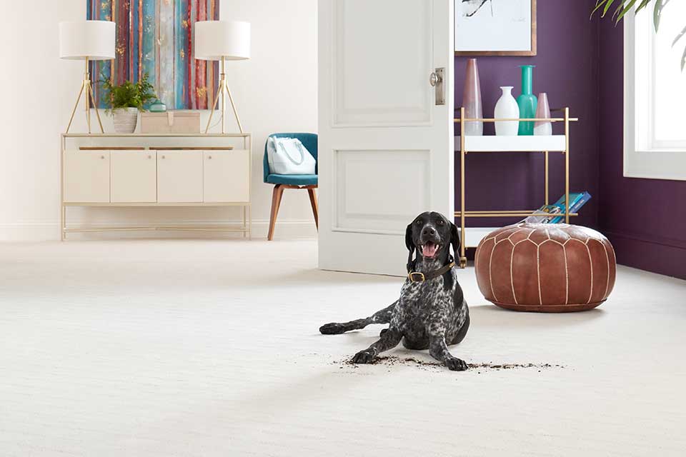 Pet-friendly carpet | pet-friendly flooring